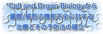 Cell and Organ Biology����A����/�זE�̋@�\�s�S�ɑ΂��鎡�ÂƂ��̗\�h�@�̊m��